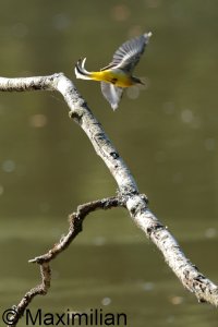 wagtail_g_2023__02.JPG