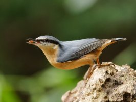 3R3A3906-DxO_Nuthatch+seed_16k-hl.jpg