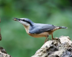 309A9138-DxO_Nuthatch+seed_iso4k+1.jpg