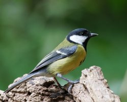 309A9027-DxO_Great_Tit.jpg