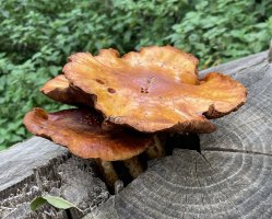 Fungus_IMG_4068.jpg