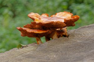 3R3A3913-DxO_Fungus small.jpg