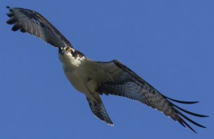 Osprey 10-8-23_1.jpeg