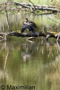 cormorant_2023_01.JPG