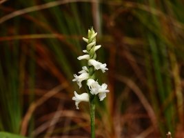 Nodding Ladies' Tresses (Spiranthes cernua) Big Spruce Overlook 0165 resized.JPG