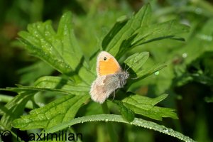 meadow_ brown_2023_01.JPG