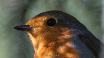 robin portrait crop.jpg