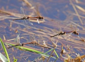 309A9368-DxO_3xCommon_Darter_Dragonfly_Pairs_flying.jpg