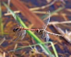 309A9428-DxO_Common_Darter_Dragonfly_Pair_flying_SHautbg.jpg