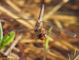 309A9464-DxO_Pair_Common_Darter_Dragonfly_flying_face_on-ls-sm.jpeg