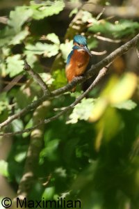 kingfisher_2023_09.JPG