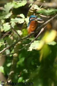 kingfisher_2023_10.JPG