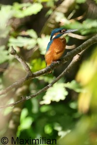 kingfisher_2023_11.JPG
