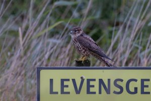 20231019 0909 55 Nederland Lelystad - Canon EOS R5 - RF100-500mm F4.5-7.1 L IS USM at 500 mm ...jpeg