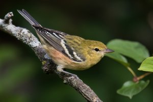 Bay-breasted Warbler (hatch year-fall) 2023-113.jpg