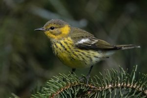 Cape May Warbler (hatch year-fall) 2023-115.jpg