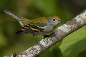 Chestnut-sided Warbler (hatch year-fall) 2023-101.jpg