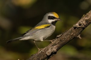 Golden-winged Warbler (male-fall) 2023-100-2.jpg