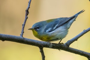 Northern Parula (male-fall) 2023-100.jpg