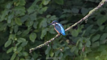king fisher_02.jpg
