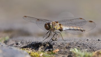 700mm stack (45).jpg