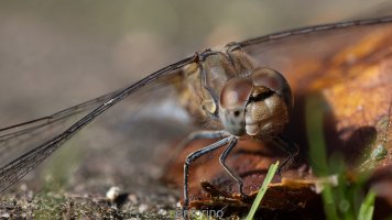 rf100 stack (75).jpg