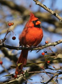 5D3_4029 picasa crop-topaz-sharpen - Copy.JPG