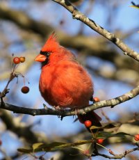 5D3_4065 picasa crop - Copy.JPG