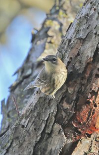 5D3_4021 picasa crop ps3 fix - Copy.jpg