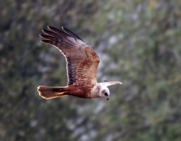 3R3A6842-DxO_Marsh_Harrier_female_flying_side-bg.jpg