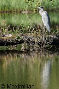 heron_2023_09.JPG
