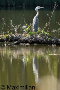 heron_2023_10.JPG