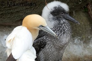 gannet_2023_04.JPG