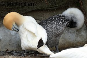 gannet_2023_06.JPG