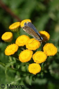 common_blue_2023_03.JPG