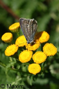 common_blue_2023_04.JPG