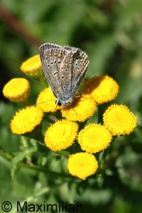 common_blue_2023_06.JPG