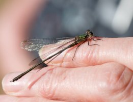 309A9696-DxO_Willow-Emeral_Damselfly_M_finger.jpg