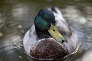 DUCK.jpg