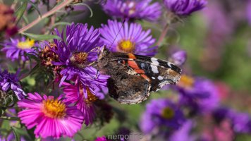 red admiral colorful.jpg