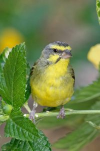 Serinus mozambicus - Yellow-fronted Canary 19_DxO.jpg