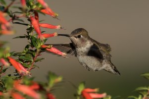 Anna's Hummingbird (hatch year male-fall) 2023-100.jpg
