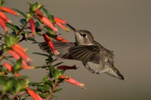 Anna's Hummingbird (hatch year male-fall) 2023-101.jpg
