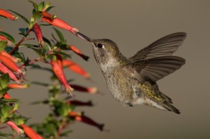 Anna's Hummingbird (hatch year male-fall) 2023-105.jpg