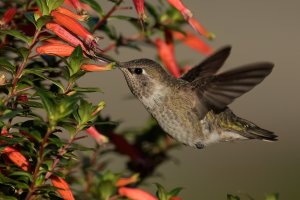 Anna's Hummingbird (hatch year male-fall) 2023-106.jpg