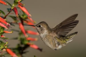 Anna's Hummingbird (hatch year male-fall) 2023-108.jpg