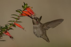 Anna's Hummingbird (hatch year male-fall) 2023-116.jpg