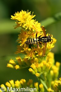 polistes_2023_03.JPG