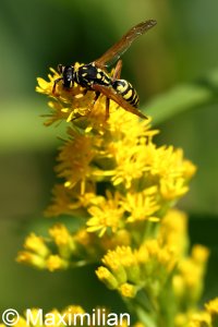 polistes_2023_04.JPG