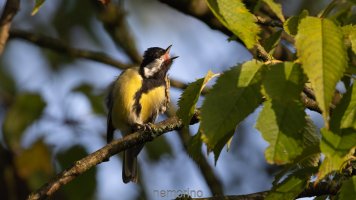 roar i m a tiger.jpg